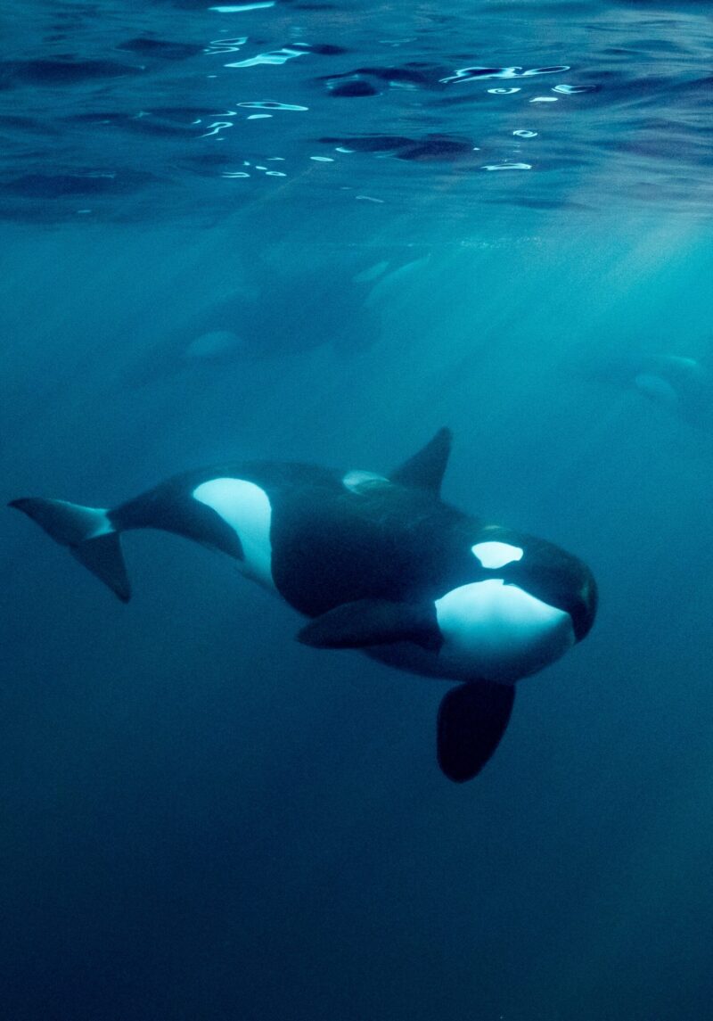 orcas or killer whales in Kvænangen fjord in Norway hunting for herrings