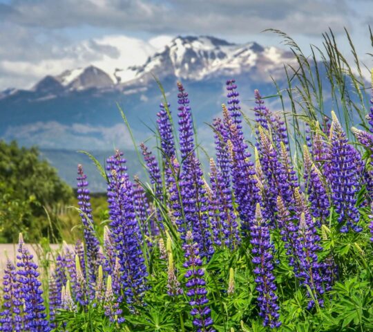 Spring colours on show in Patagonia