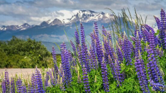 Close-up of tall purple lupine flowers blooming in front of a distant, hazy mountain range under a cloudy sky.