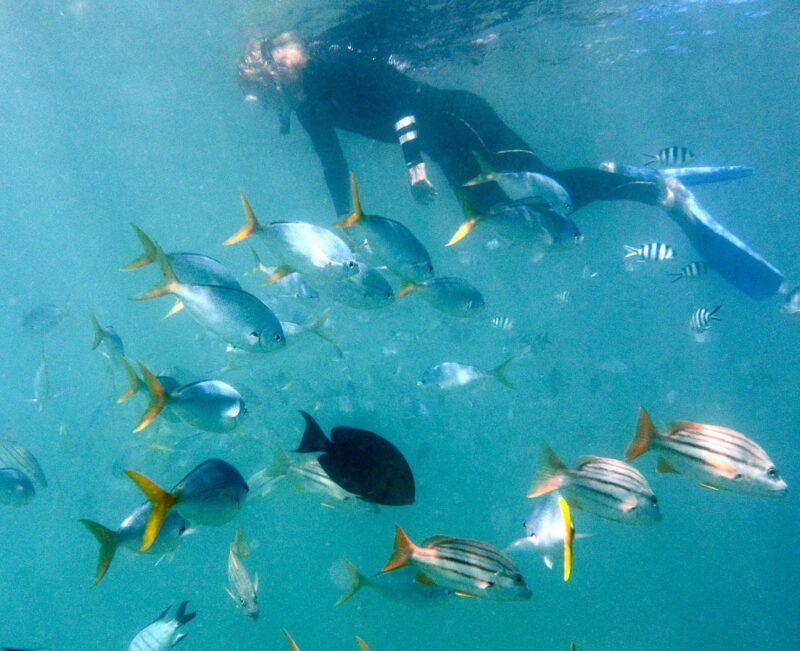 School of tropical fish and view of snorkeler at water surface.