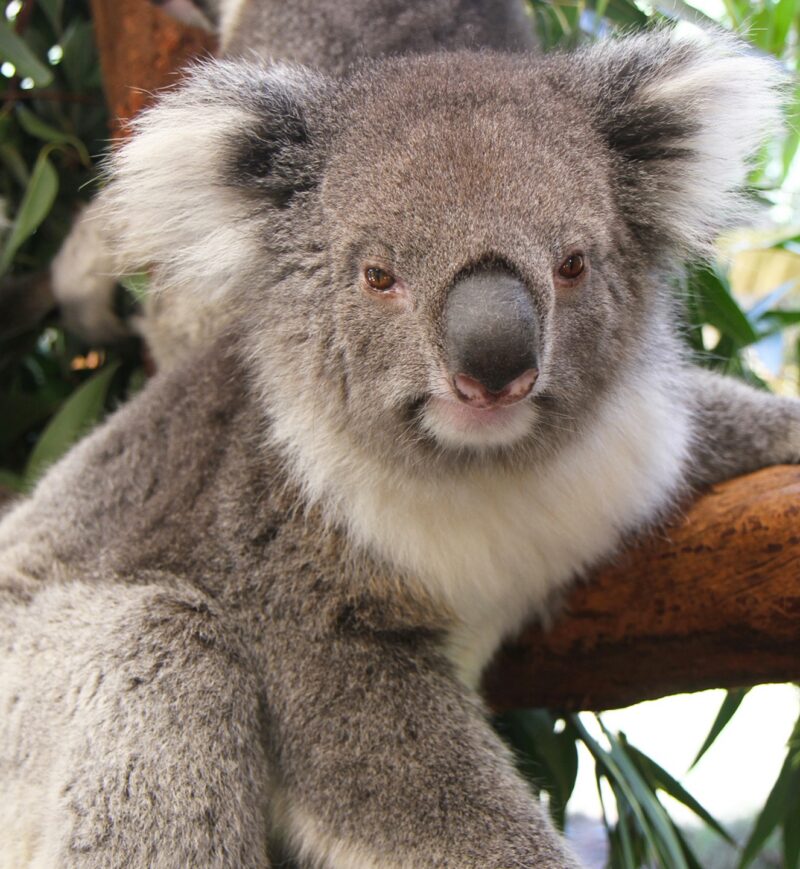 Curious koala on a branch. Taken in the Caversham Wildlife Park, Perth, Australia.