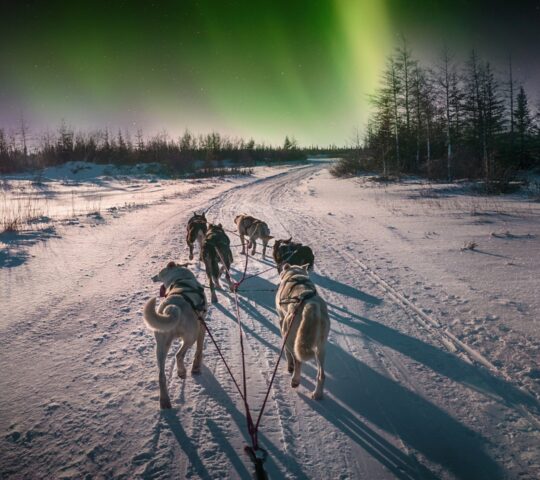 Dog sledding beneath the Northern Lights