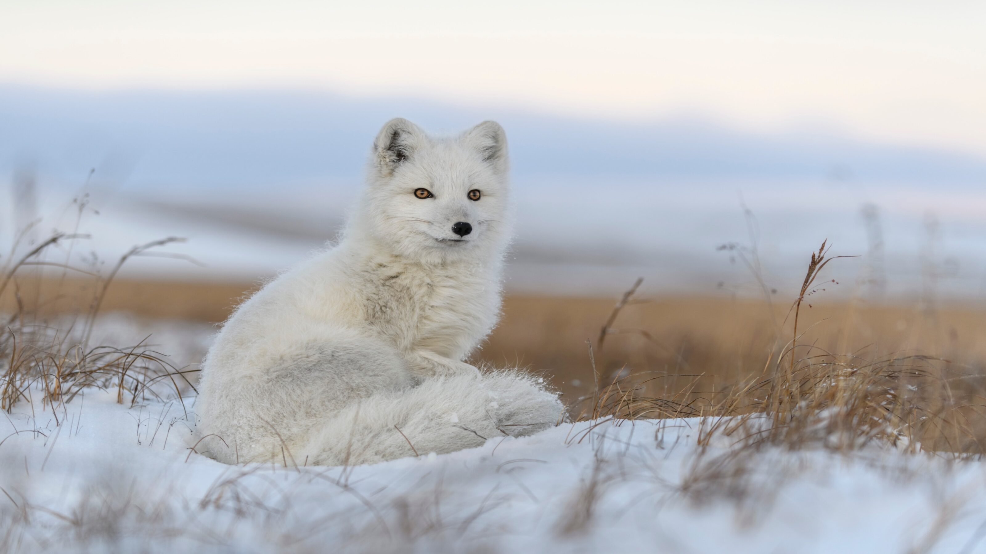 The Highlights of Norway and Svalbard by Sea