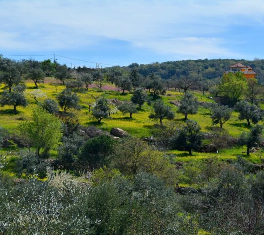 Explore the Aljoun Forest Reserve