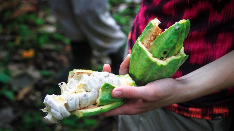 A close-up shot of a hand holding a split green cacao pod, showing the white, fleshy beans within. Perfect for luxury Belize tours.