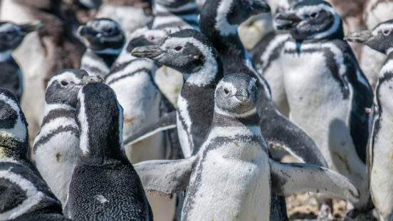 magellanic penguins