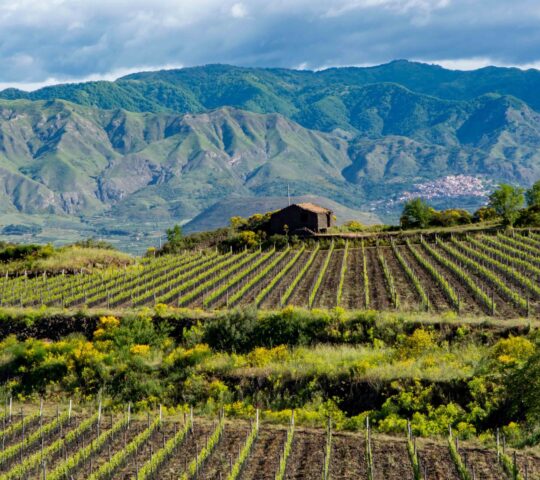 Vineyards line Sicily's fertile slopes