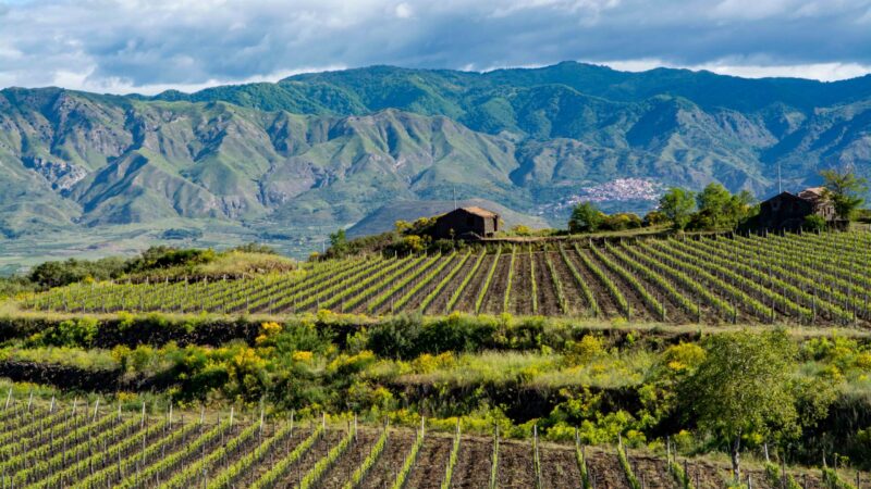 Landscape with green vineyards in Etna volcano region with mineral rich lava soil on Sicily, Italy
