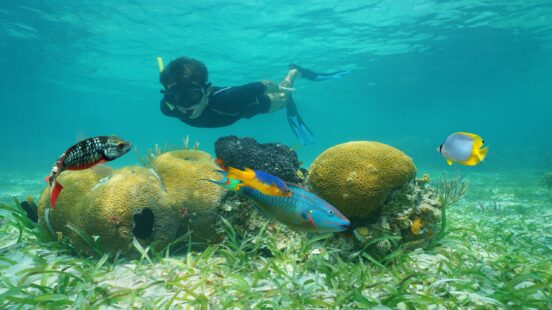 A person snorkeling underwater near yellow brain coral and vibrant tropical fish in clear blue water.