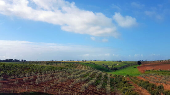 Vineyards in Meknes, Morocco
