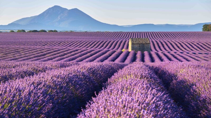 Lavender fields in Plateau de Valensole with a stone house in Summer. Alpes de Haute Provence, PACA Region, France