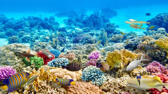 Brightly colored coral reef with various tropical fish including a striped butterflyfish and a triggerfish.
