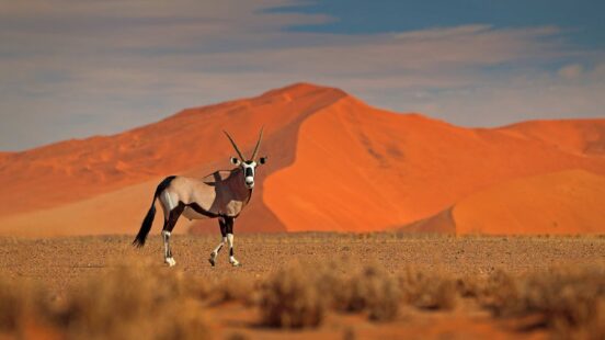 Gemsbok with orange sand dune evening sunset.