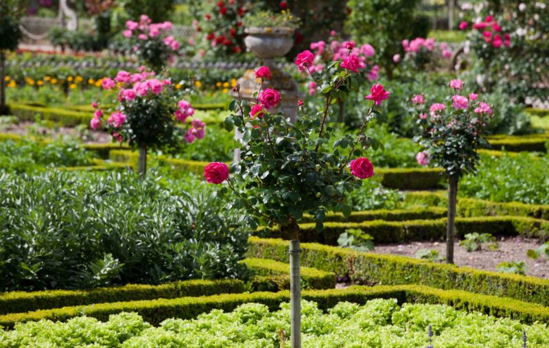 Gardens and Chateau de Villandry in Loire Valley in France