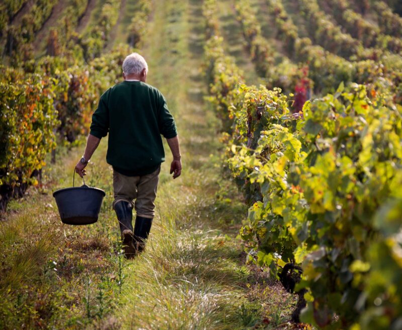 A farmer walks through a vineyard in rural wine country France,