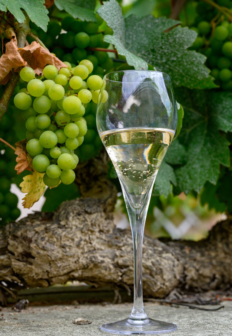 Glass of sparkling white wine with bubbles champagne and green grape vine in Cote des Bar, Champagne region, France in summer