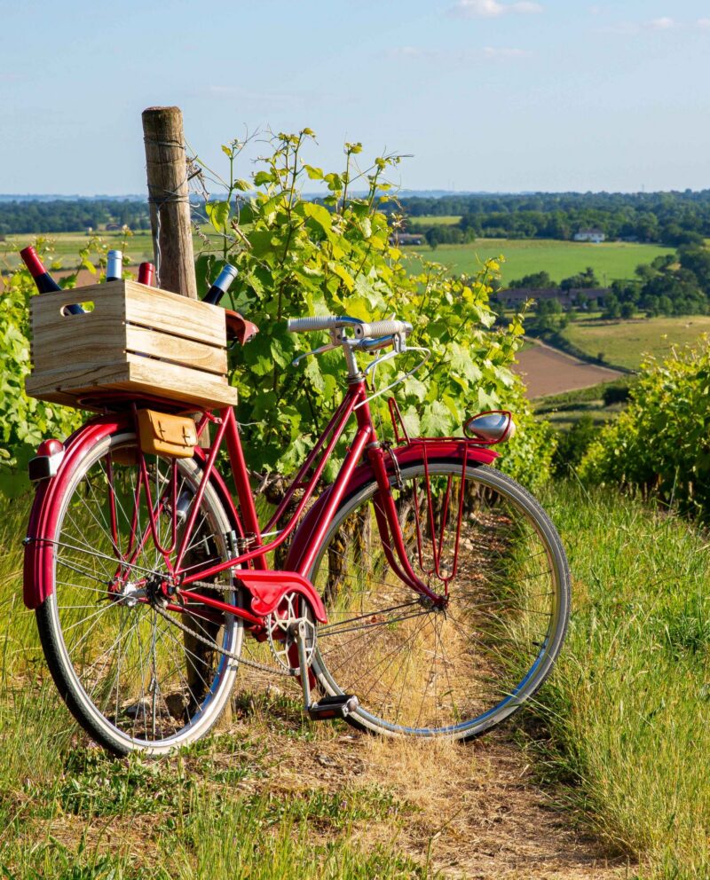 A vintage red bicycle with a wooden wine crate parked next to grapevines in a sunlit vineyard landscape.