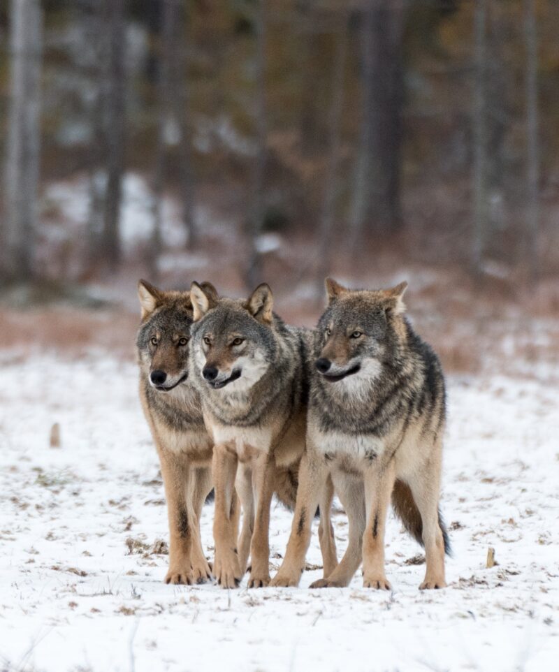 “Three”. You’re looking at more than 1% of the Finnish wolf population. . 400mm, f/4.5, ISO800 – NIkon D500, 200-400mm f4 . .
