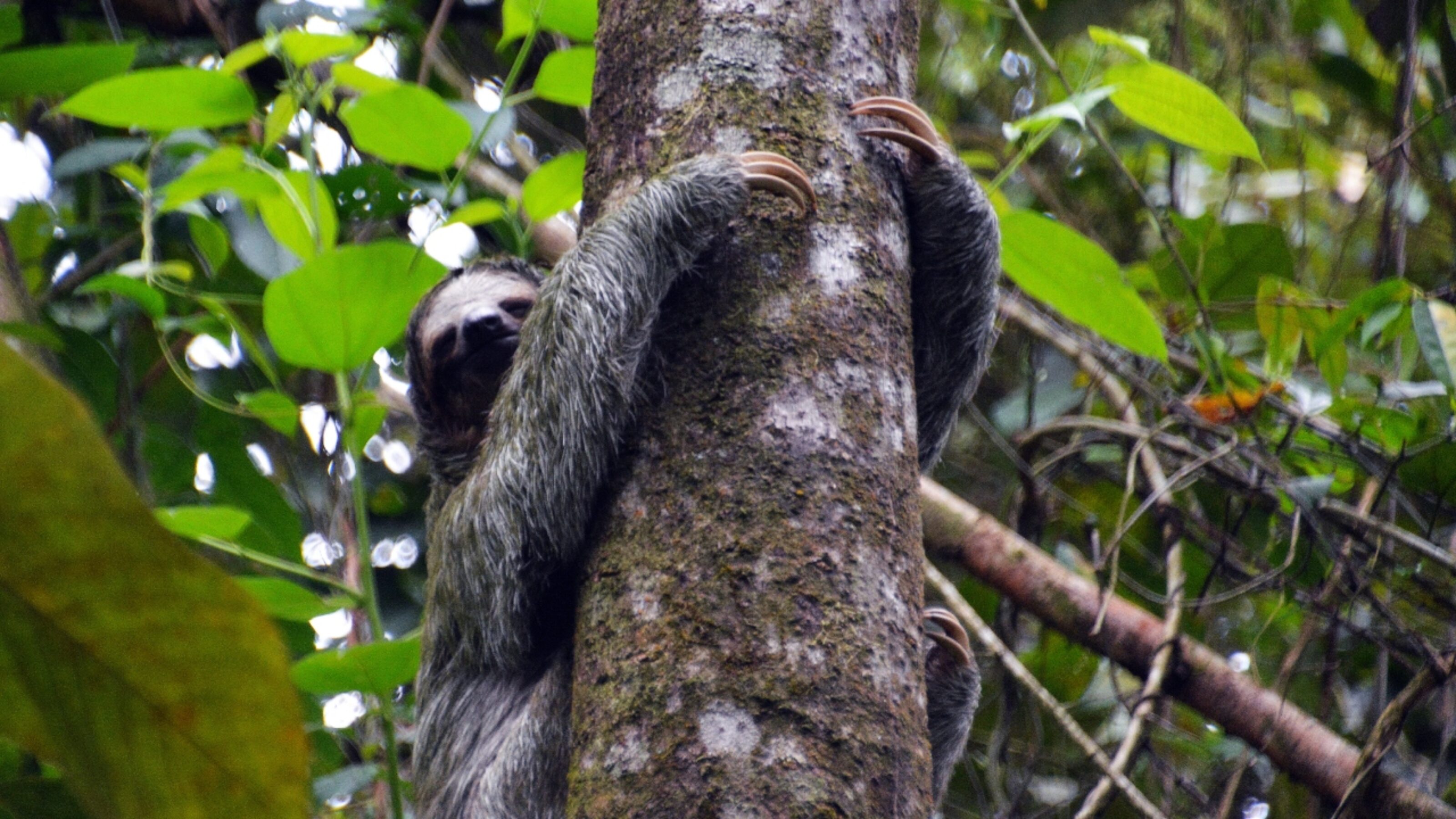 Highlights of Costa Rica and Panama