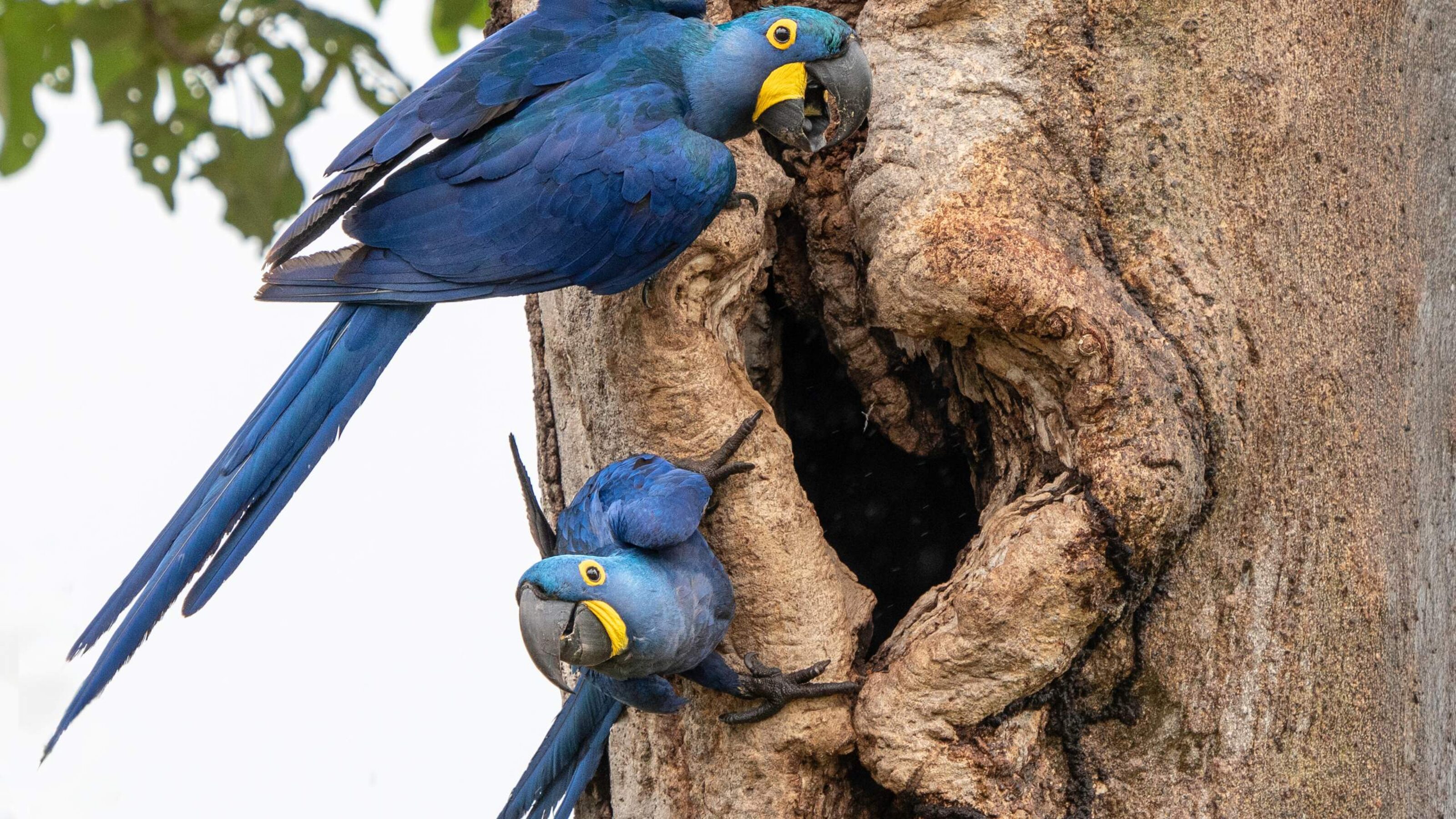 Conservation and Wildlife in Brazil