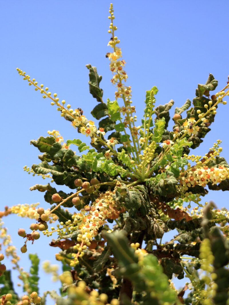 Detail of frankincense tree (Boswellia sacra) in Oman