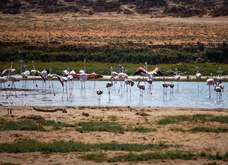 Flamingos Khor Rori near Salalah in Oman Animal, Arabian peninsula, Asia, Desert, Dhofar, Flamingo, Khor Rori, Lagoon, Landscape, Middle east, Nature, Ocean, Oman, River, Salalah, Samahram, Sea, Sumhuram, Sun, Taqa, Travel, Valley, Wadi, Wadi Darbat, autumn, beautiful, brown, bush, coast, coastline, fall, gras, green, heron, holiday, indian ocean, outdoor, pink, red, scenic, shore, summer, tourism, vacation, view, water, yellow
