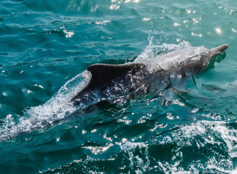 Dolphin in natural environment. Dolphin spotting watch sightseeing cruise tours in middle east. dolphin, oman, middle, east, saudi arabia, uae, persian gulf, tour, sightseeing, splash, musandam, gulf, persian, khassab, khasab, mirellas island, water, cruise, arabia, vacation, holiday, middle east, voyage, arabic, cruises, excursion, gulf of oman, heaven, leisure activity, musandam oman, island, swimming, traveling, bay, fjord oman, musandam peninsula, arabian, aquatic, ocean, marine, peninsula, mammal, fjord, tourism, dolphins, animal, seascape, summer, destination, travel