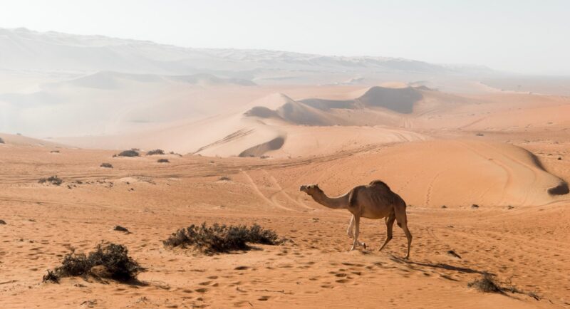 A camel walking across a desert landscape