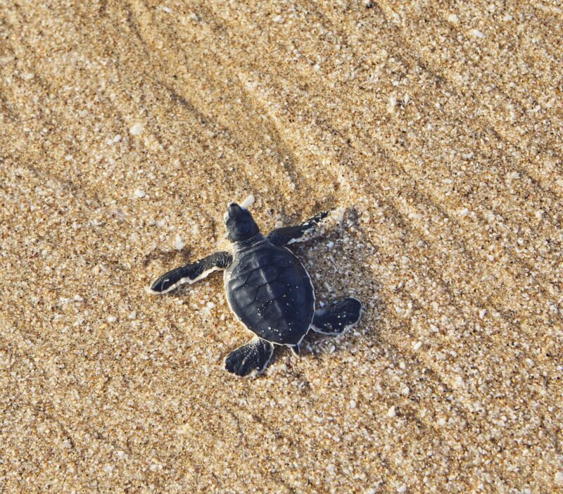 Freshly hatched turtle on the way across beach into sea. Ras Al Jinz, Sultanate of Oman.