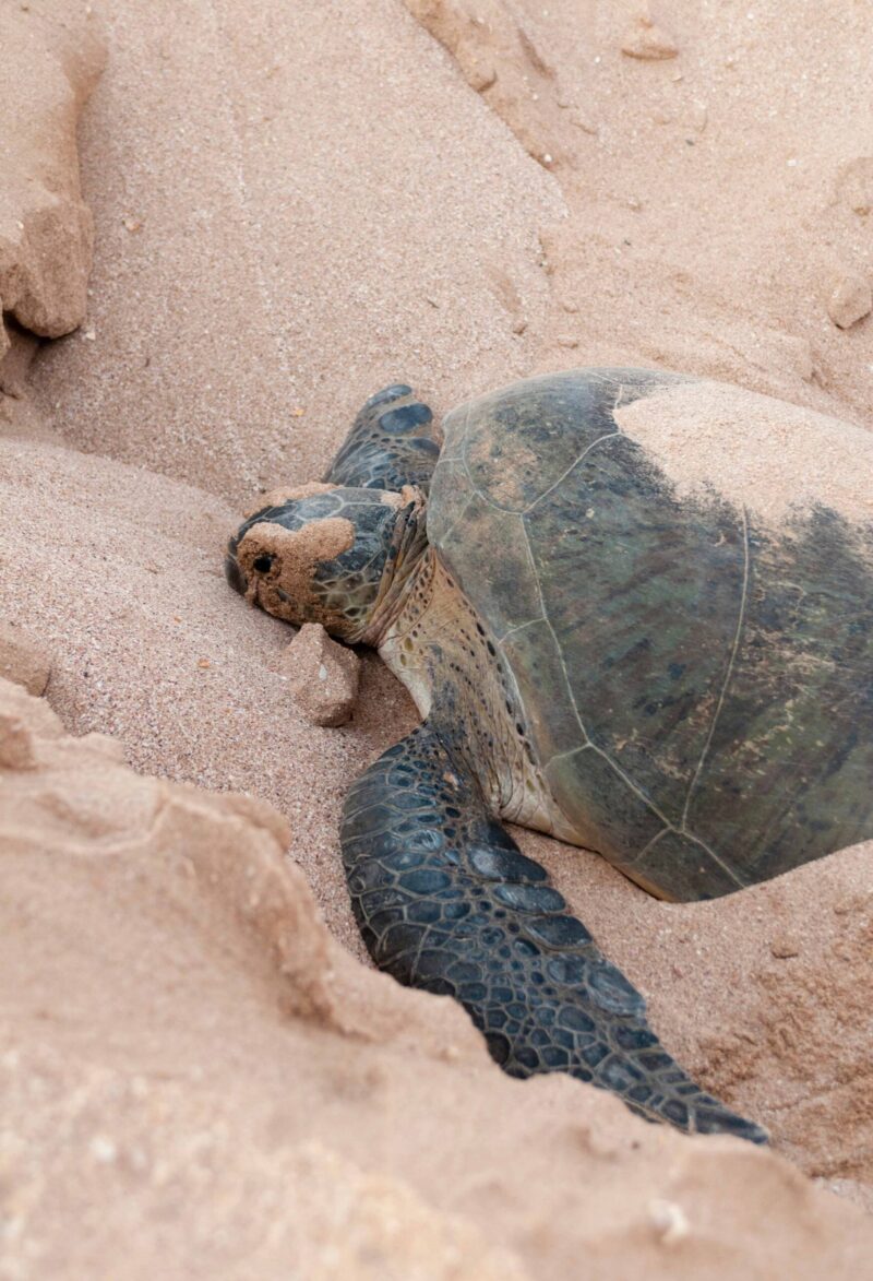 Green turtle, Ras Al Jinz, Oman.