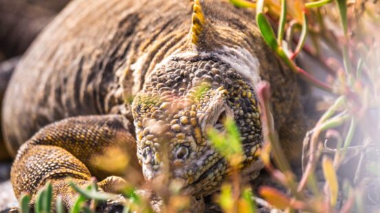 Close-up detail of a yellow and brown land iguana showing its scaly skin and eye amongst green plants.