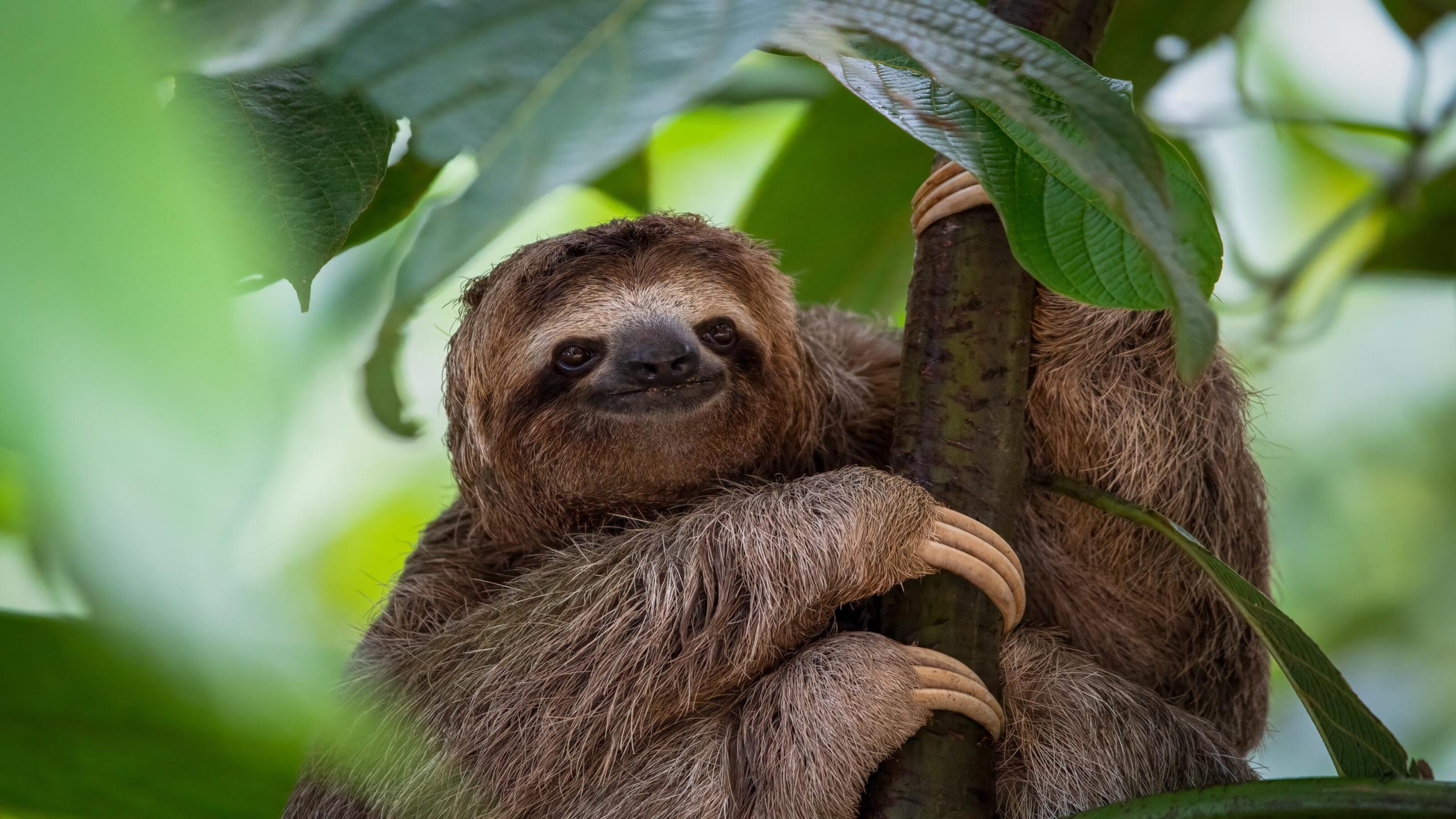 Costa Rica Wildlife Explorer
