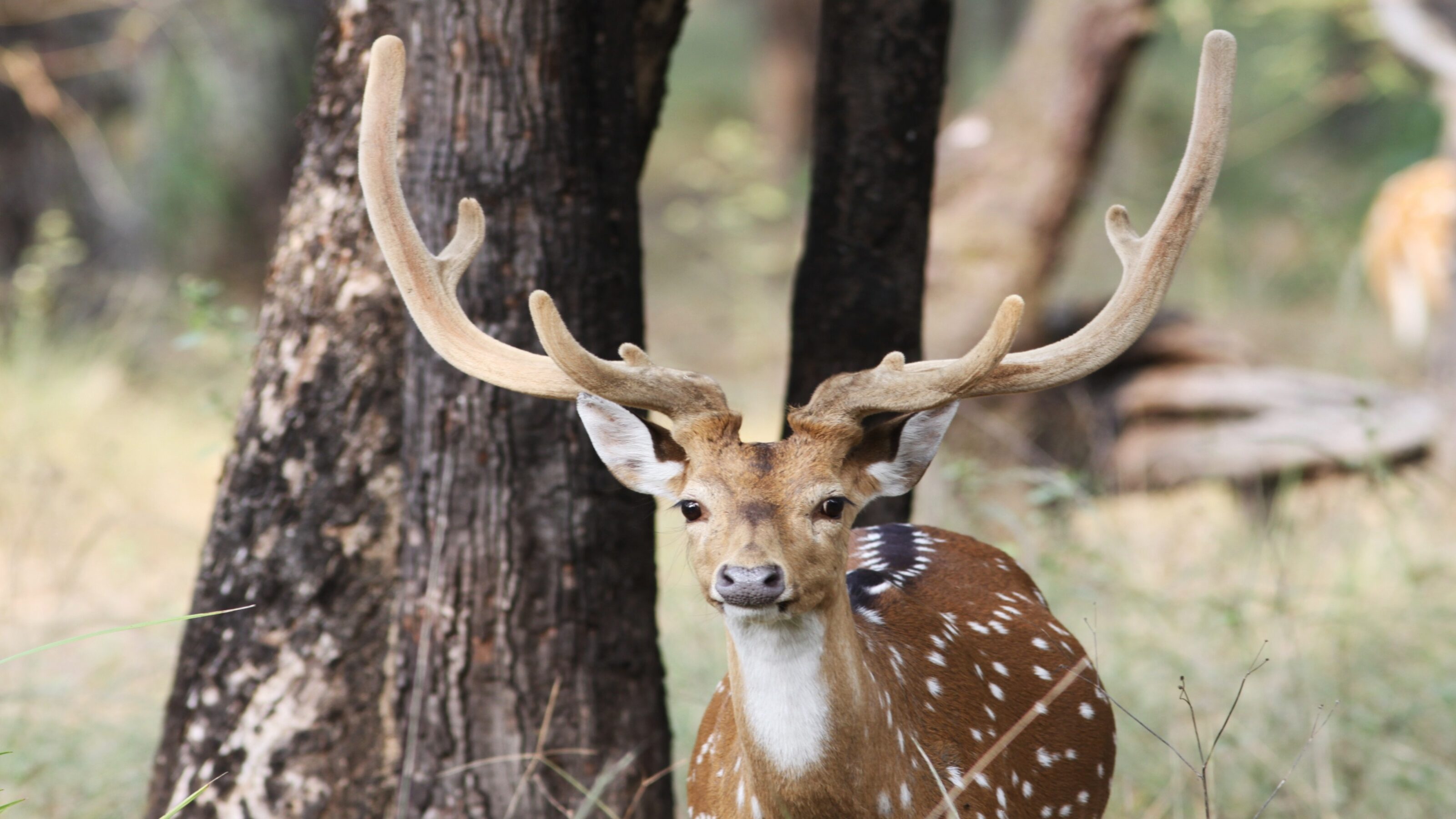 An Indian Wildlife Adventure