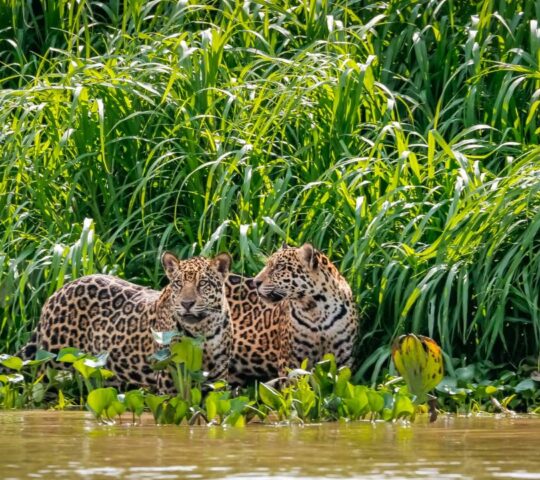Spotting jaguars in the Pantanal