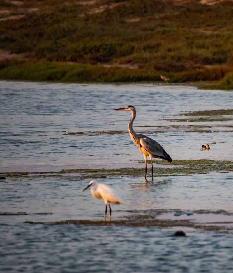 Animal, Arabian peninsula, Asia, Beach, Bird, Dhofar, Lagoon, Landscape, Middle east, Nature, Oman, Salalah, Wadi, coast, coastline, dawn, holiday, outdoor, scenic, summer, tourism, vacation, view, water