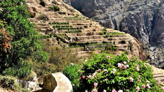 Traditional stone houses on a rocky mountain slope above a dense grove of green palm trees.