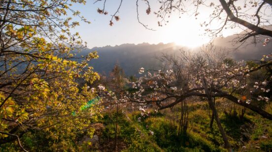 Sunrise over a mountain range with white blossoms and green trees in the foreground.