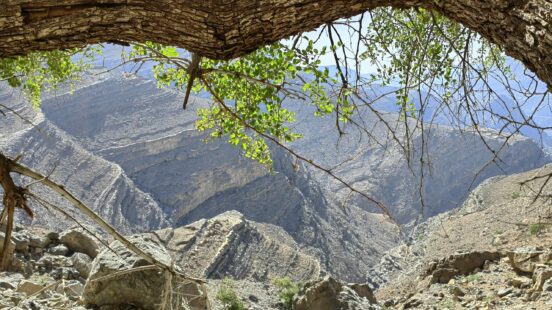 A rocky mountain gorge viewed through the branches and trunk of a weathered tree.