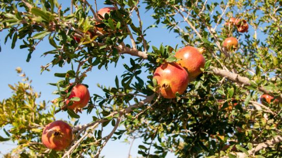 Close-up of several red pomegranates growing on a tree branch with green leaves.