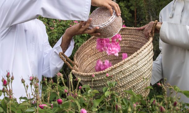 lose-up of pink roses being poured into a large woven wicker basket by people in white robes.