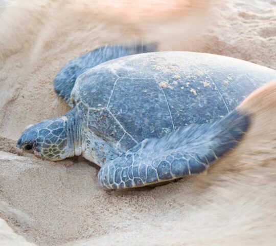 Turtles nesting at Ras Al Jinz Turtle Reserve