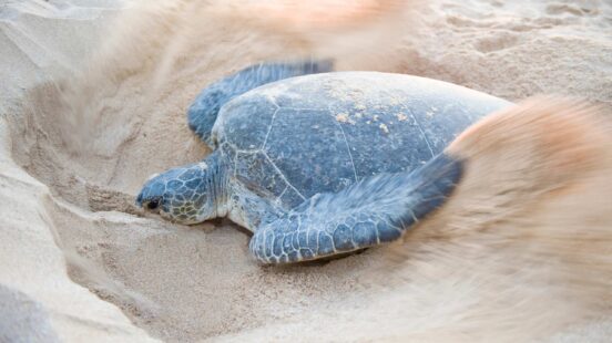 A sea turtle on a sandy beach with motion blur from sand being kicked up by its flipper.