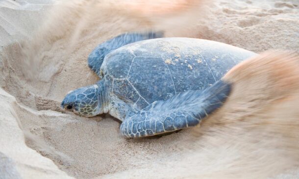A sea turtle on a sandy beach with motion blur from sand being kicked up by its flipper.
