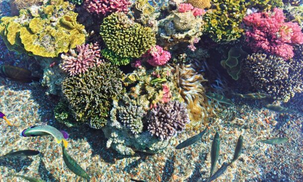 An overhead view of a diverse coral reef with pink, yellow, and green corals and several swimming fish.