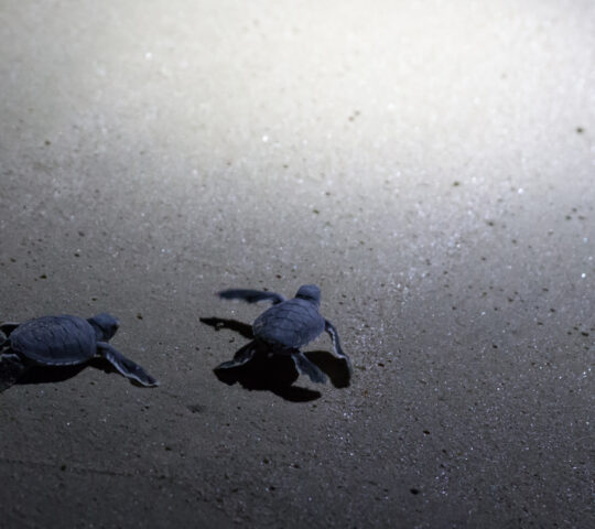Green turtles at Ras Al Jinz