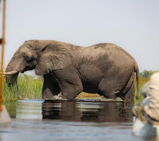 Exploring the delta by mokoro (dug-out canoe)