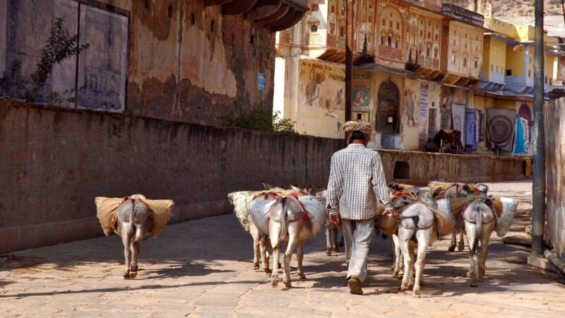 A local man leads pack donkeys past painted havelis in Shekhawati, Rajasthan.