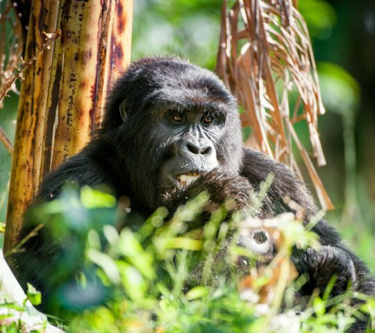 Capturing intimate mountain gorilla moments from afar