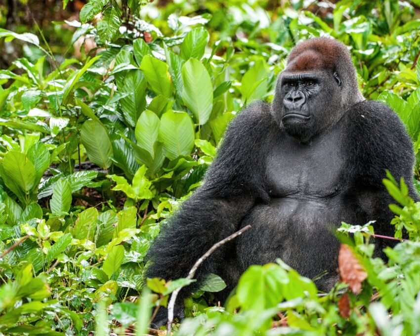 Gorilla tracking in Volcanoes National Park