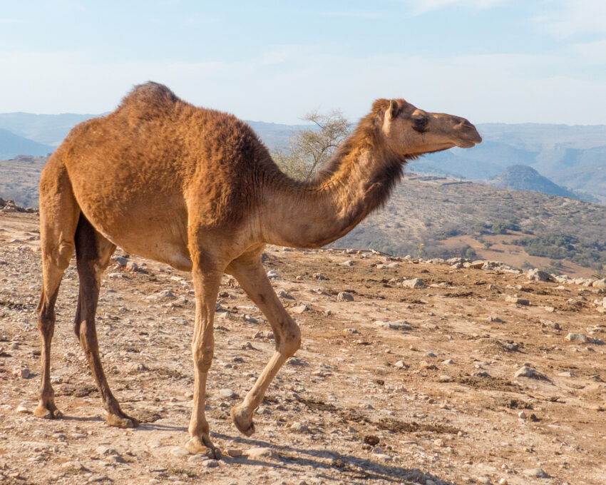 Village of Adam and camels